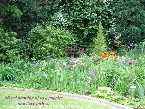 OW G08 Mixed plantings of iris, poppies and dactylorhiza